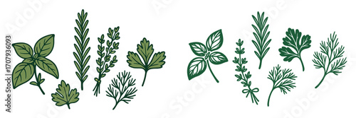 Diverse collection of fresh green culinary herbs and aromatic spices for healthy cooking and seasoning ingredients