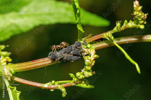 Ants and aphids on a blade of grass.