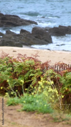 Vertical seaside landscape in Armor Coast, Brittany in France