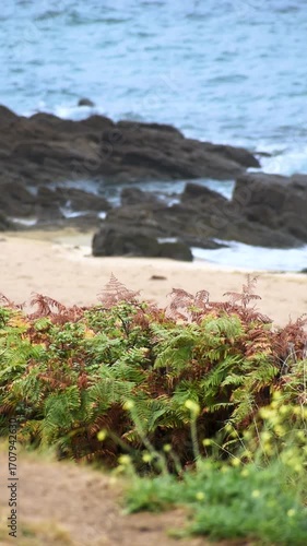 Vertical seaside landscape in Armor Coast, Brittany in France