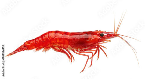Konstfotografi Isolated red cherry shrimp Neocaridina davidi, bright freshwater aquarium hobby