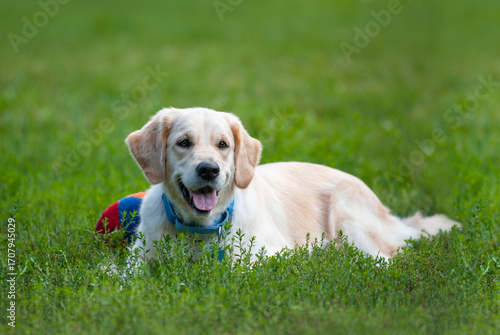 Cute young golden retriever dog with toy