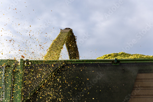 Fotografie Modern forage harvester combiner harvesting silage maize corn tractor trailer corn field warm sunny autumn morning with overcast cloudy sky
