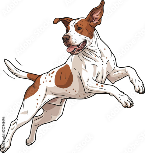 Braque Saint Germain dog jumping playful vector illustration