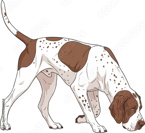 Braque Saint Germain dog sniffing ground tracking illustration