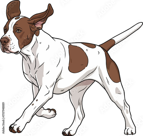 Braque Saint Germain dog running floppy eared vector illustration