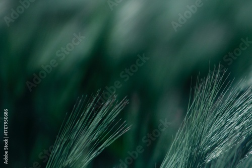 Quadro su tela Macro Abstract of Hordeum Grass Fibers