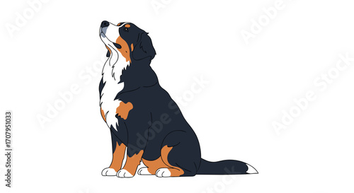 Bernese Mountain Dog Sitting and Looking Up.