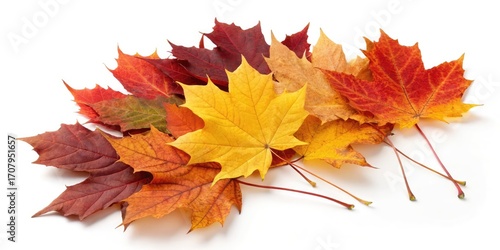 autumn leaves 