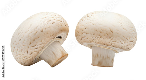 Cuadro en lienzo Isolated agaricus mushrooms, fungi for culinary or medicinal purposes, fresh ing