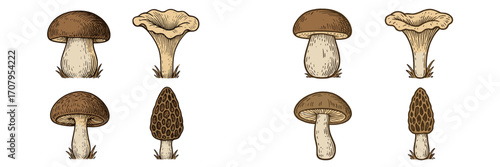 Assortment of hand-drawn edible wild mushrooms including porcini, chanterelle, and morel fungi species for culinary use