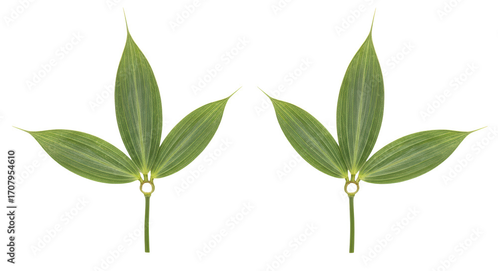 Obraz premium Isolated green Solomon's seal plant leaf clusters, decorative foliage, natural pattern