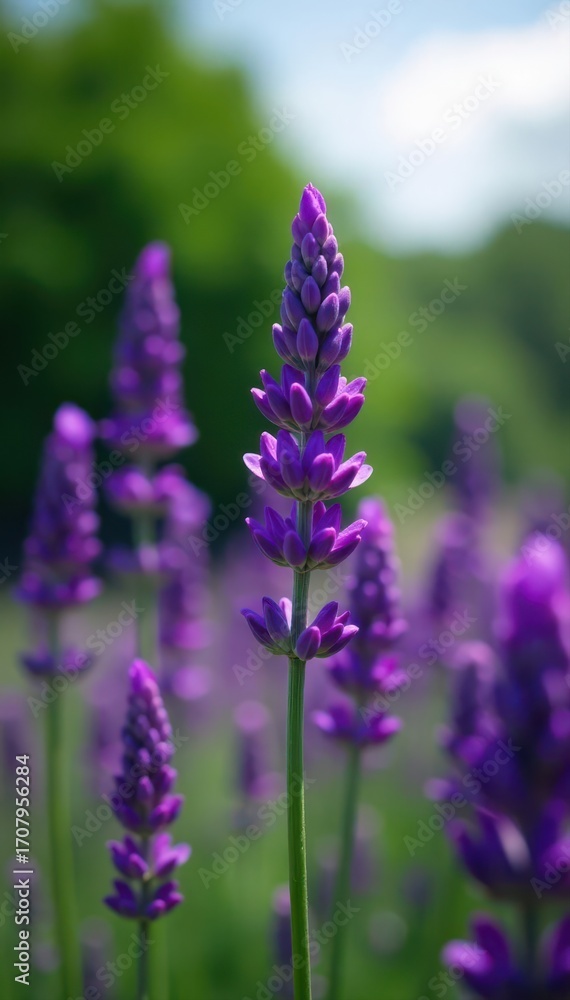 Naklejka premium Intense purple Lavandula stoechas against a blurred natural background , blurred, floral