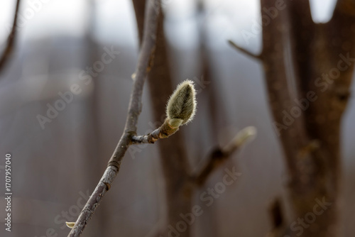 Magnolia buds in winter