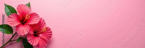 Pink background, two vibrant hibiscus blossoms , growth, summer
