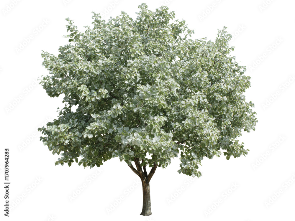 Obraz premium Isolated silver linden tree lush green foliage summer, Isolated On White Background, Png Transparent