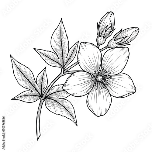 Detailed botanical drawing of a jasmine flower