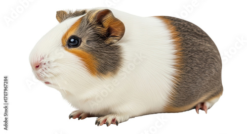 Isolated Guinea Pig Pet