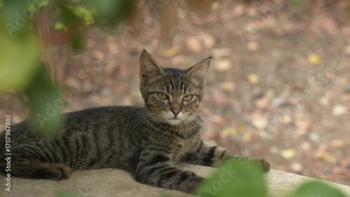 Wallpaper Mural Close-up of a striped cat gazing upward with wide eyes, surrounded by soft greenery. The clip shows animal curiosity, natural textures, and the calm atmosphere of outdoor life. Striped tabby cat  Torontodigital.ca
