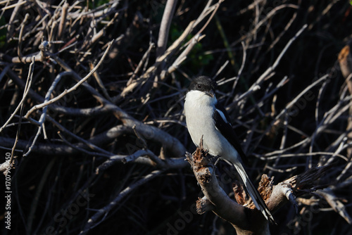 Fiscal Shrike Perched On Branch (Lanius collaris)