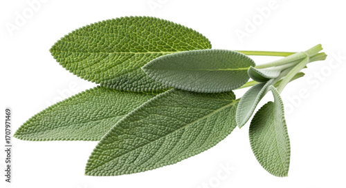 Isolated sage leaves bundle for aromatic herbal cooking ingredient flavoring taste cuisine