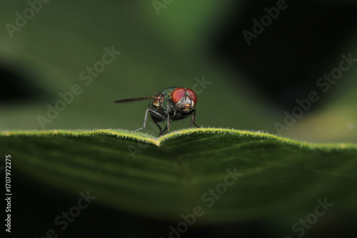 Slika na platnu macro photo of housefly facing back