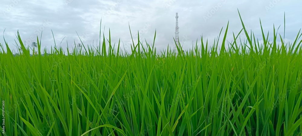Obraz premium grass and sky
