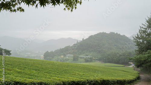 비 오는 날 빗줄기 사이로 보이는 산촌의 푸른 녹차밭 풍경