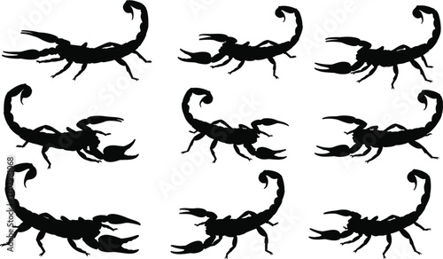 scorpion, silhouette, insect, arachnid, claws, tail, stinger, venom, predator, desert, wildlife, vector, black, white, animal, danger, symbol, design, art, illustration