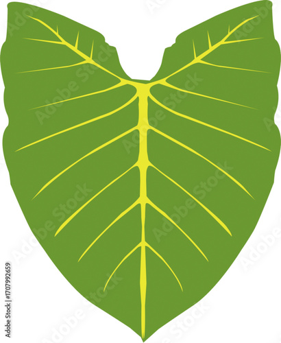 small icon vector elephant ear leaf green color with yellow veins.eps