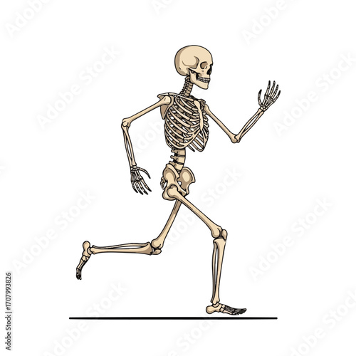 A cartoon skeleton running, showing its skeletal structure.