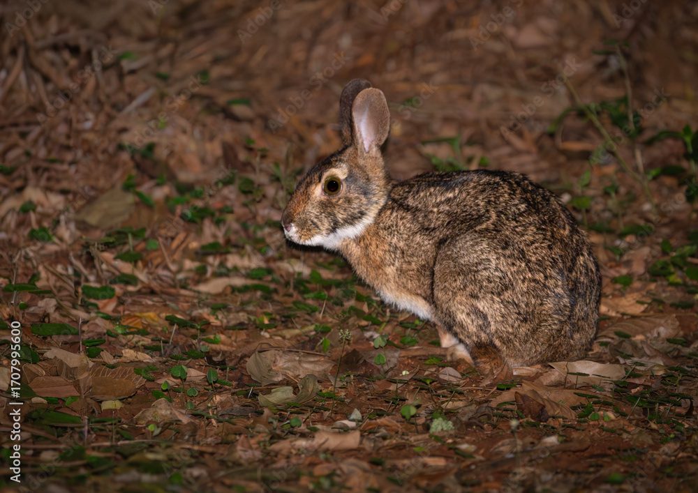 Fototapeta premium Tapetí, conejo silvestre mata atlántica sudamerica