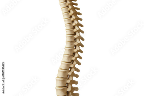Detailed vector drawing of human spine with realistic texture and anatomical accuracy, perfect for medical or biological infographics and diagrams.