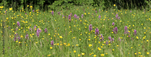 Pink wild orchids (Orchis militaris) and yellow buttercup (Ranunculus) in a wild flower meadow, header background (Kaiserstuhl, Germany)