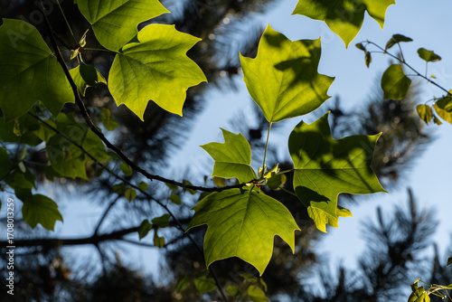 Cuadro en lienzo Close-up view of vibrant green leaves Tuliptree, American Tulip Tree, Tulip Poplar, Whitewood