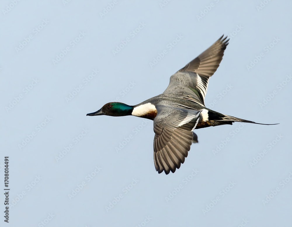 Obraz premium Duck in flight against pale sky