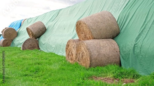 Stack of Hay Bale Rolls Stored on Farming Field Covered with Waterproof Tarp for Protection from Harmful Weather Conditions