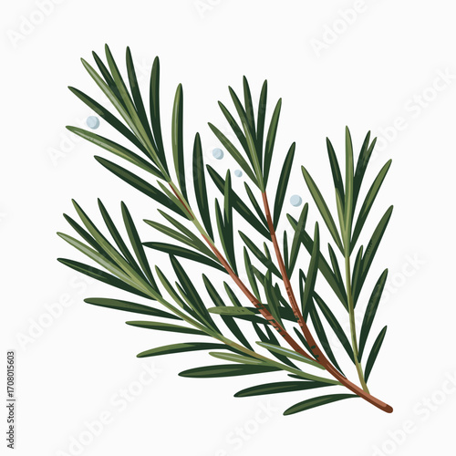 Fresh Rosemary Sprig Vector Illustration