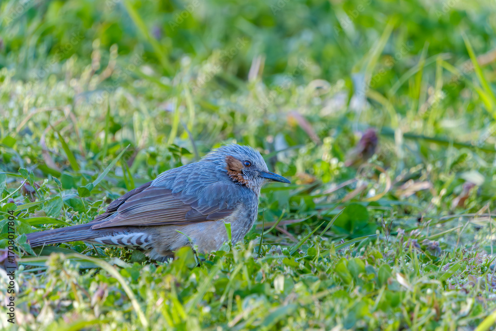 Obraz premium 緑の草原で休むヒヨドリの野鳥クローズアップ