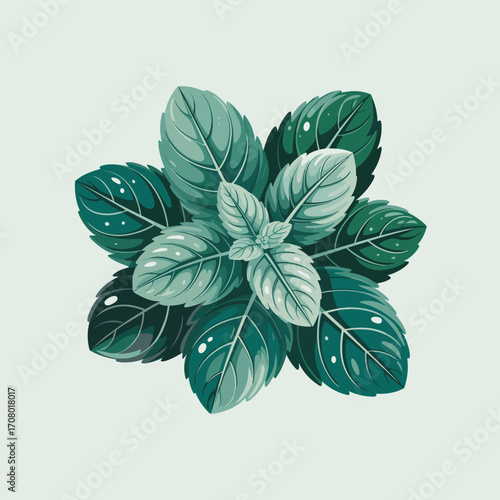 Basil Plant Top View Vector Illustration
