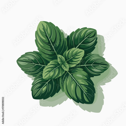Basil Plant Top View Vector Illustration
