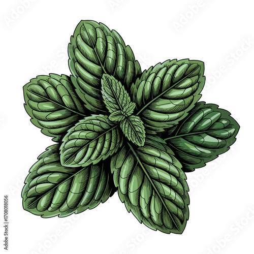 Basil Plant Top View Vector Illustration