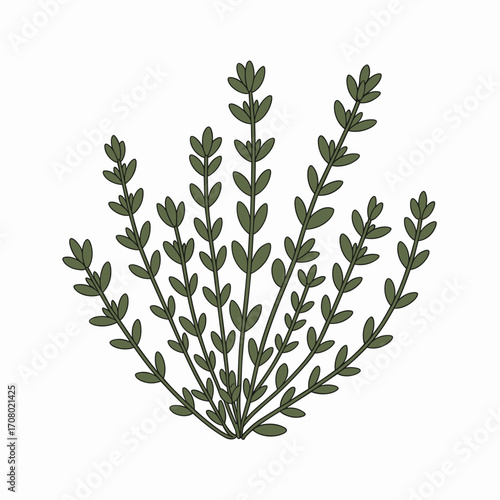 Thyme Sprigs Vector Illustration