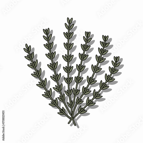 Thyme Sprigs Vector Illustration