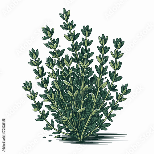 Thyme Sprigs Vector Illustration