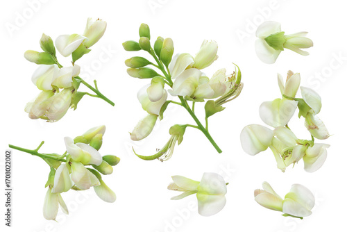 flowers of Sophora japonica or Styphnolobium japonicum isolated on white background