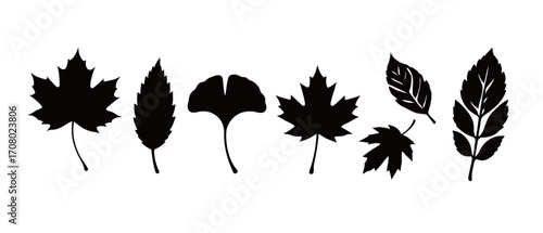 A detailed collection of black silhouettes of various autumn leaves, including maple, ginkgo, and other deciduous trees, perfect for seasonal designs, backgrounds, and patterns.