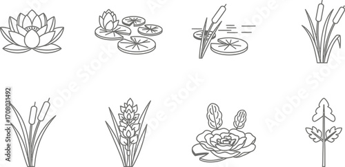 Aquatic plant collection showcasing water lilies, reeds, and other flora found in ponds, lakes, and wetlands