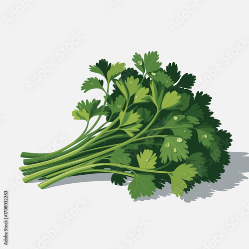 Fresh Parsley Bunch Vector Illustration