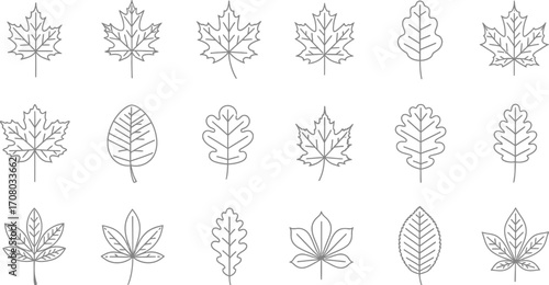 Collection of diverse leaf shapes, showcasing various species for botanical illustration and educational resources